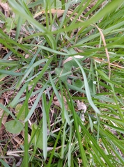Sesleria uliginosa, photograph Martin Jung, CC BY, iNaturalist via GBIF