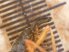 Protapion nigritarse