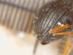 Protapion nigritarse