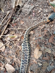 Thamnophis cyrtopsis collaris