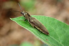 Agriotes fuscicollis