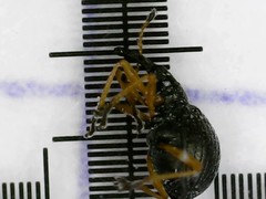 Protapion nigritarse