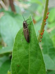 Agriotes fuscicollis