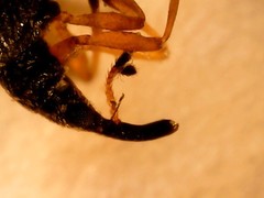 Protapion nigritarse