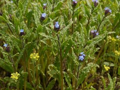 Anchusa arvensis orientalis