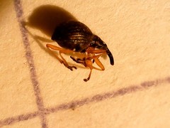 Protapion nigritarse