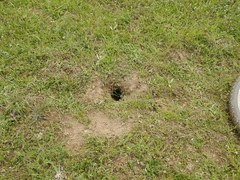 Spermophilus suslicus