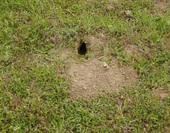 Spermophilus suslicus