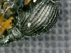 Protapion nigritarse