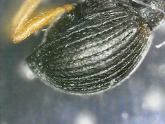 Protapion nigritarse