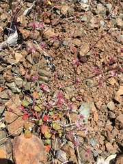 Eriogonum covilleanum