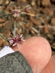 Eriogonum covilleanum