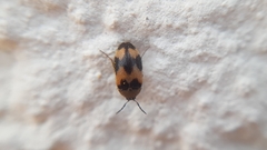 Attagenus bifasciatus