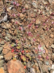 Eriogonum covilleanum