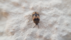 Attagenus bifasciatus
