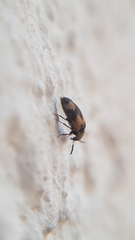 Attagenus bifasciatus