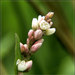 Polygonum salicifolium - Photo (c) Grahame, algunos derechos reservados (CC BY-NC-ND), subido por Grahame