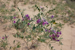 Corethrodendron fruticosum