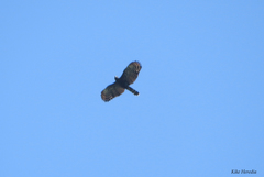 Spizaetus tyrannus