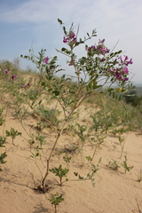 Corethrodendron fruticosum