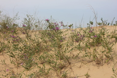 Corethrodendron fruticosum