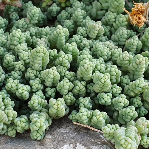 thick-leaved stonecrop