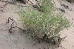 Corethrodendron fruticosum