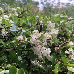Pyracantha fortuneana