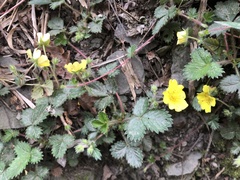 Potentilla matsumurae