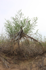 Corethrodendron fruticosum