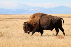Bison