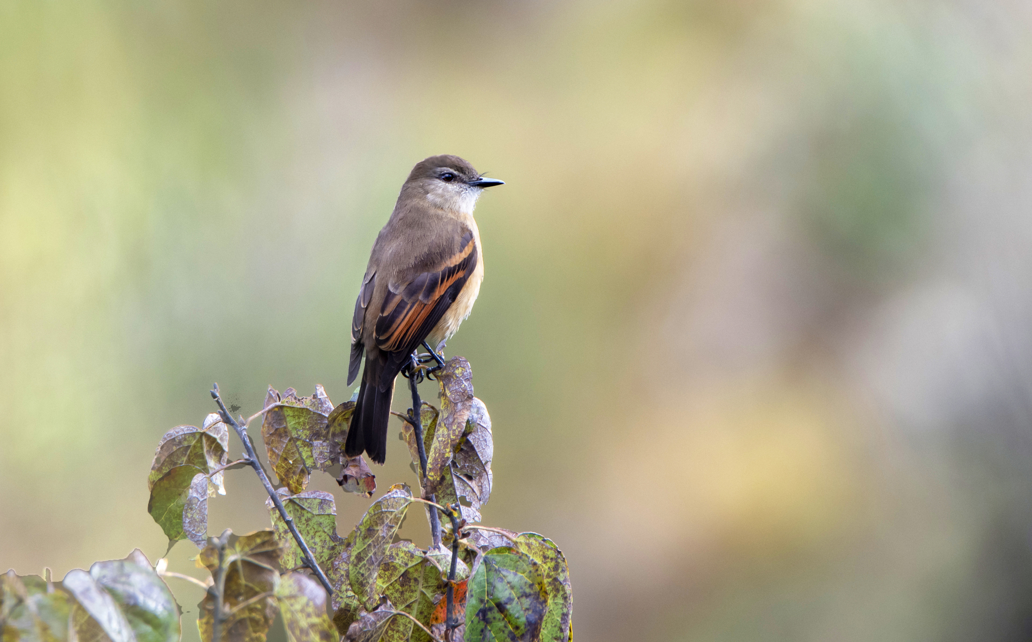 Rufous-bellied Bush Tyrant (Myiotheretes fuscorufus), photo 6