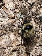 Criorhina
