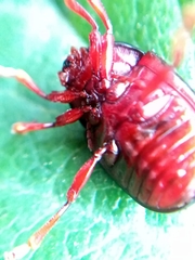 Chrysolina bankii
