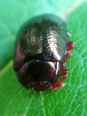 Chrysolina bankii