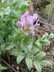 Oxytropis nitens