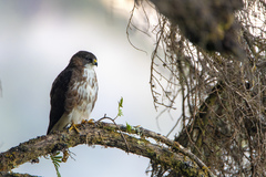 Buteo albigula