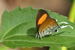 Drupadia ravindra