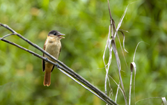 Pachyramphus validus