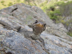 Black-Eyed Gecko photo 2
