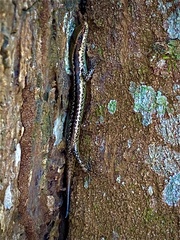 Notomabuya frenata