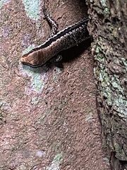 Notomabuya frenata