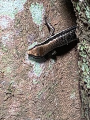 Notomabuya frenata