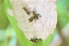 Ropalidia ornaticeps