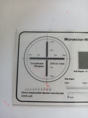 Protapion nigritarse