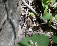 Green-Bellied Lizard photo 5