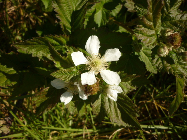 Mammoth Blackberry
