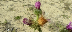Carduus myriacanthus