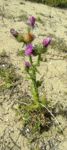 Carduus myriacanthus, photograph 1