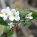 Clearwater Cryptantha - Photo (c) stonebird, some rights reserved (CC BY-NC-SA)